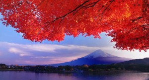 koyo