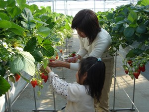 いちご狩り 親子